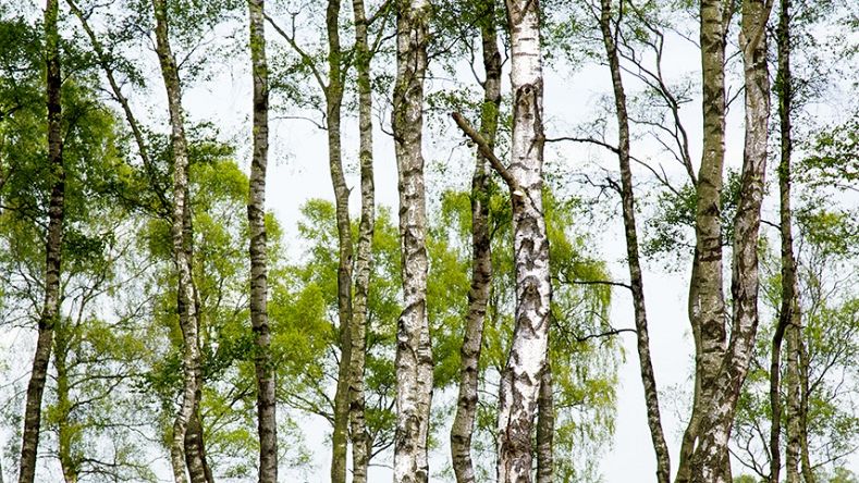 hergebruik in het interieur,…