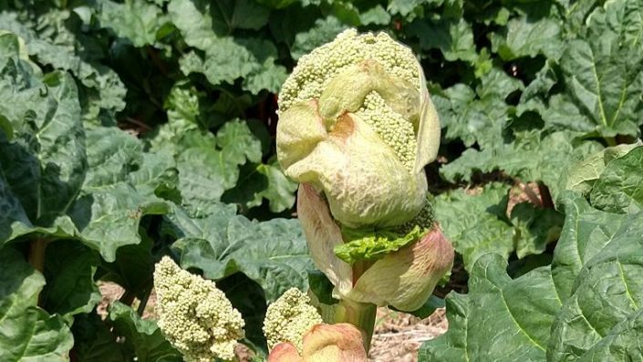 Oetsjpanning De Meuleberg:…