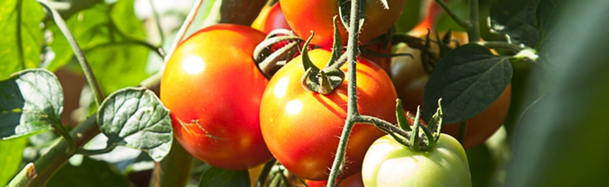 Duurzaam Inrichten: Niks Geitenwollen Sokken!