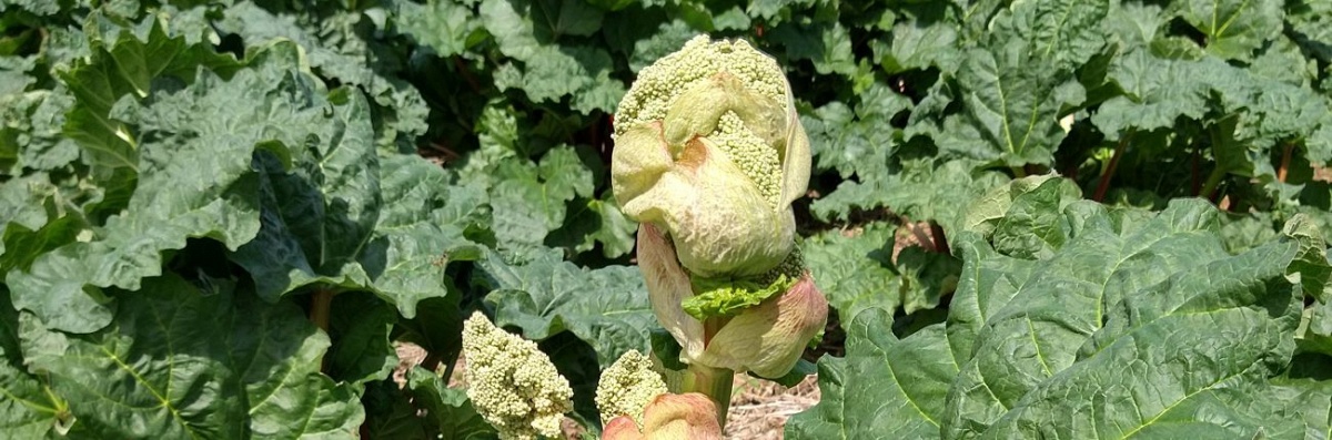 Oetsjpanning De Meuleberg: gastvrijheid en bloeiende rabarber